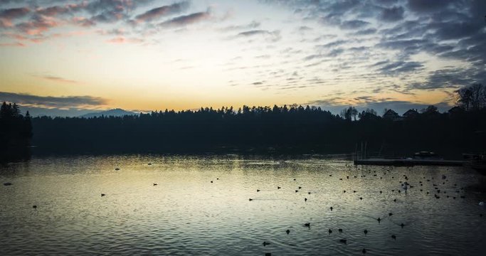 Sunset timelapse of a small lake full of swan and ducks gathering and then dispersing on the water before nightfall.