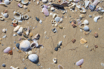 Sea shells scattered along a sandy beach