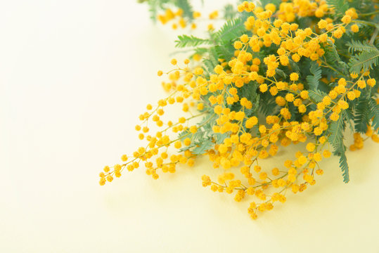 49 694 件の最適な ミモザ 画像 ストック写真 ベクター Adobe Stock