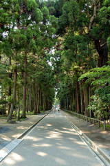 Avenue of cedars at Zuiganji in Miyagi, Japan