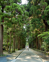 Avenue of cedars at Zuiganji in Miyagi, Japan