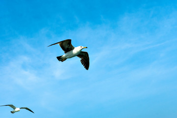 Black-tailed gull at Matsushima, Miyagi, Japan