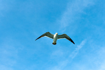 Fototapeta na wymiar Black-tailed gull at Matsushima, Miyagi, Japan