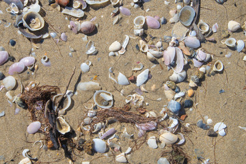 Sea shells scattered along a sandy beach