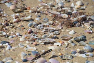 Sea shells scattered along a sandy beach