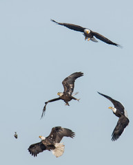 Eagles