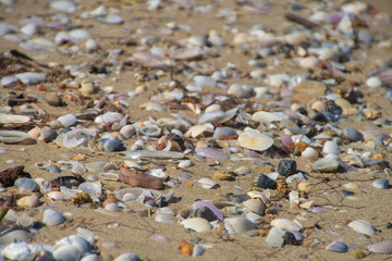 Sea shells scattered along a sandy beach