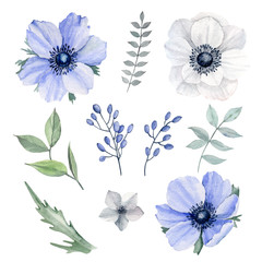 Set watercolor elements of anemones. Collection garden  flowers, leaves, branches. Botanic illustration isolated on white background. It's perfect for greeting cards.