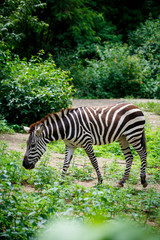 Fototapeta na wymiar Zebra at Mysore Zoo, India