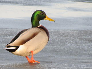 duck