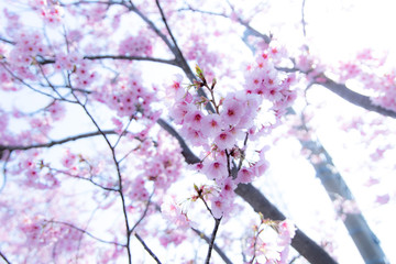 春の桜