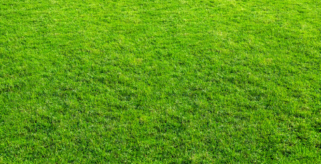 Landscape of grass field in green public park use as natural background or backdrop. Green grass texture from a field.