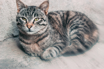 Striped cat looks into the lens © Нажмудин Пирсаидов