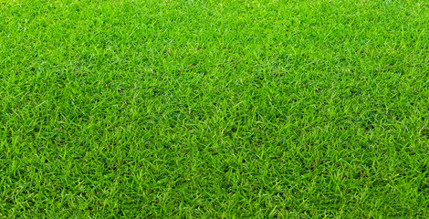Landscape of grass field in green public park use as natural background or backdrop. Green grass texture from a field.