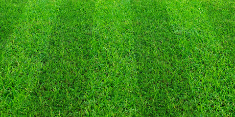 Green grass field pattern background for soccer and football sports. Green lawn pattern texture background.