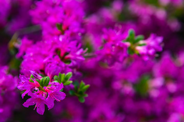 Obraz premium Piękne pełne kwiaty kolorowe indyjskie azalie (Rhododendron simsii) kwiaty w słoneczny dzień wiosny