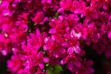 Fototapeta na wymiar Beautiful full bloom colorful Indian Azaleas ( Rhododendron simsii ) flowers in springtime sunny day