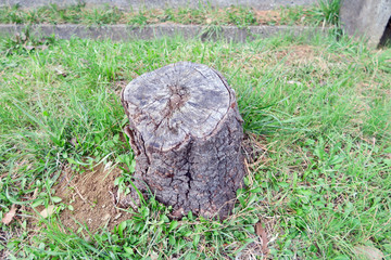 木の切り株