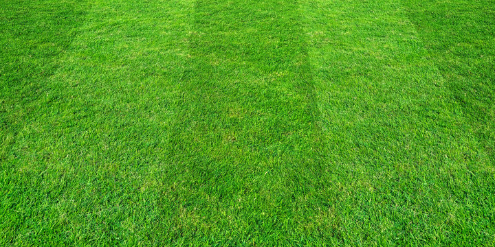 Green grass field pattern background for soccer and football sports. Green lawn pattern texture background.