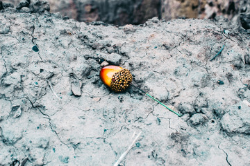 An acorn on the stone