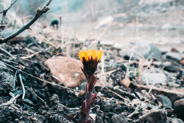 Yellow flower grows from the ground