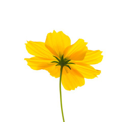 Isolate yellow cosmos flower on white background