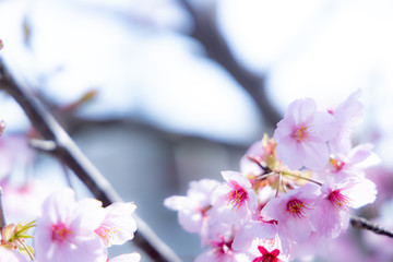 Obraz na płótnie Canvas 春の桜