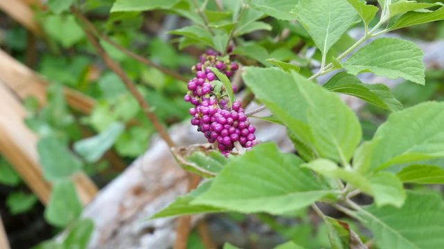 Callicarpa americana - american beautyberry - with its distinctive pink berries, in the Florida hammock habitat. Natural mosquito repellent.