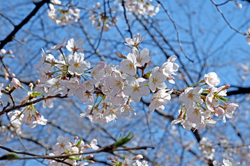 Beautiful white sakura cherry blossom flower in Japan park