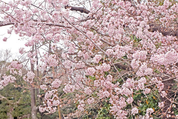 Beautiful pink sakura cherry blossom flower in Japan park
