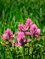 Rocky Mountain wildflowers