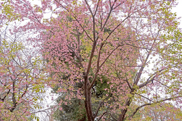 The heart shaped pink sakura cherry blossom flowers and tree in Japan Tokyo park