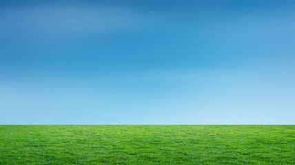 Landscape of grass field and green environment park use as natural background. Field of green grass and sky.