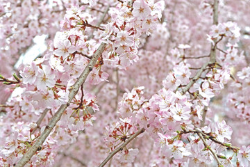 Beautiful pink sakura cherry blossom flower in Japan park