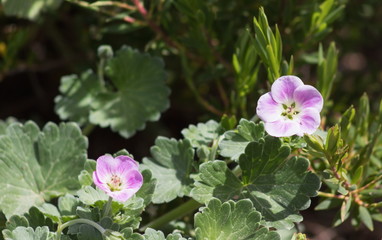 Chatham Island Geranium (Geranium traversii) is a low-growing perennial herb native of the Chatham Islands of New Zealand.