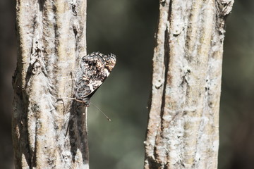 Closeup image of a New Zealand red admiral butterfly (Vanessa gonerilla)  with folded camouflaged wings.endemic to New Zealand.
