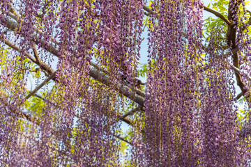 full bloom of Purple pink Wisteria blossom trees trellis in springtime sunny day