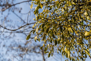 Close-up of a mistletoe