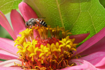 Honey bee at work
