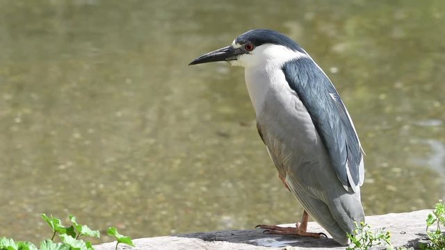HD Video of one Black crowned night heron on a wooden railing with water in background,  preening feathers. 