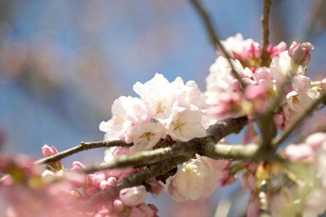 桜　さくら　Cherry Blossom