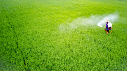 Farmer activity with knapsack sprayer is spray Insecticide into fresh rice farm. Abstract of green...