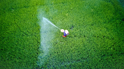 Farmer activity with knapsack sprayer is spray Insecticide into fresh rice farm. Abstract of green...