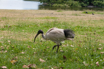Sacred ibis bird in the grass near lake