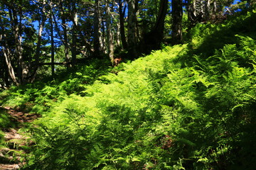 南アルプス光岳への道　縦走路　シダのある景色