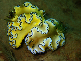 Close up with macro shot mating nudibranch, the beauty of underwater world diving in Sabah, Borneo....