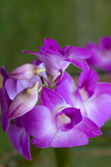 Beautiful pink orchid fresh on nature background