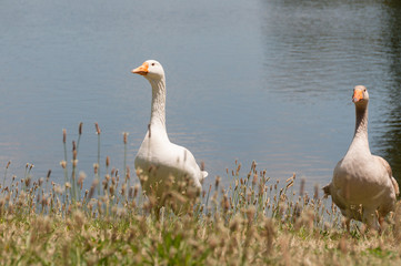 Two domestic geese birds, fowls near a pond