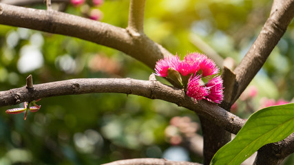 Pink flowers on the tree