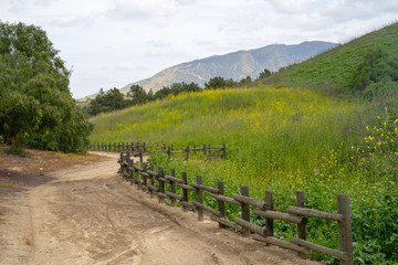 path to the flower fields